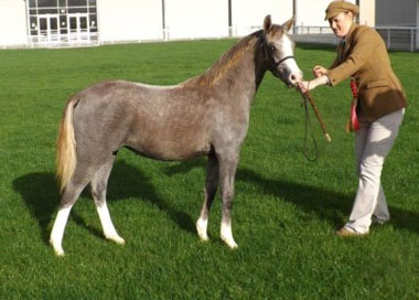 Llanarth Alis Champion Welsh National Foal 