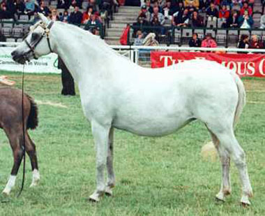mare by TWYFORD SIGNAL